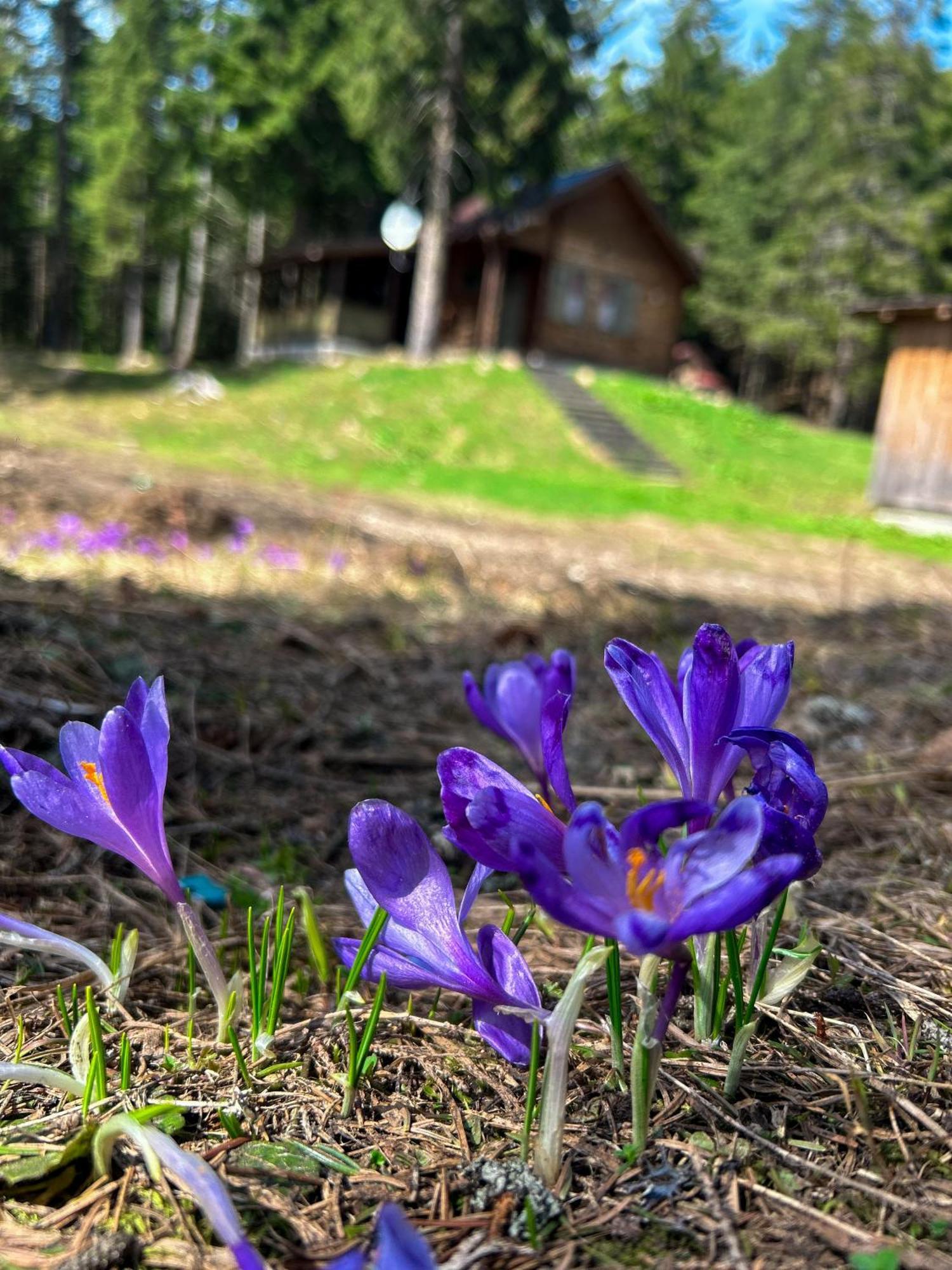 Natura Haziko Izvoare  Esterno foto